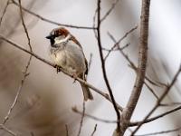 Haussperling Männchen